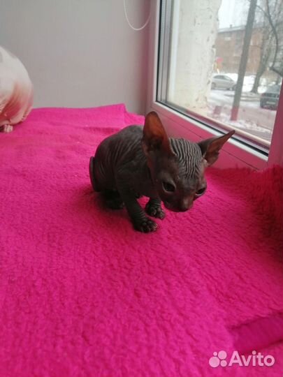 Канадский сфинкс котенок