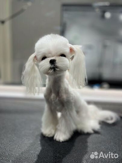 Стрижка животных