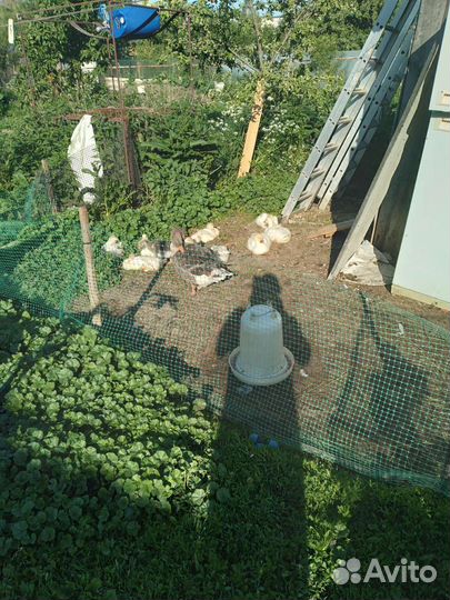 Домашнии гуси Линда и серый крупный