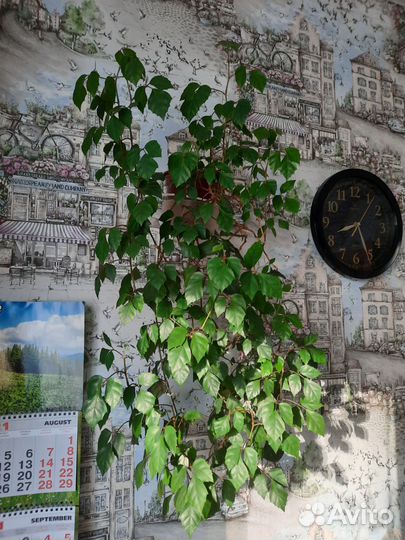 Циссус березка