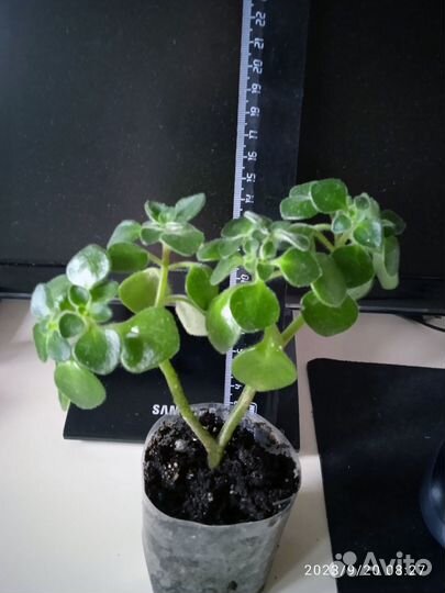 Аихризон Laxum (Дерево любви)