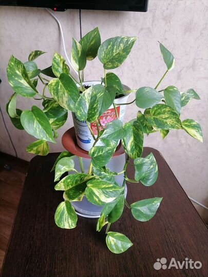 Сциндапсус