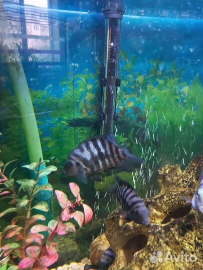 Аквариумные рыбки