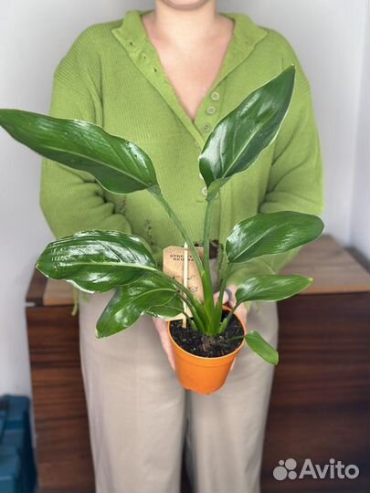 Стрелиция регина