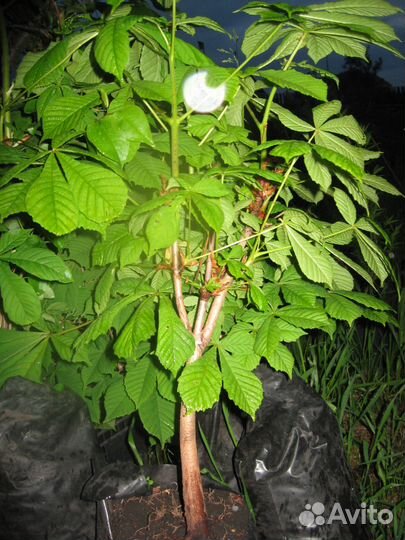 Саженцы каштана киевского