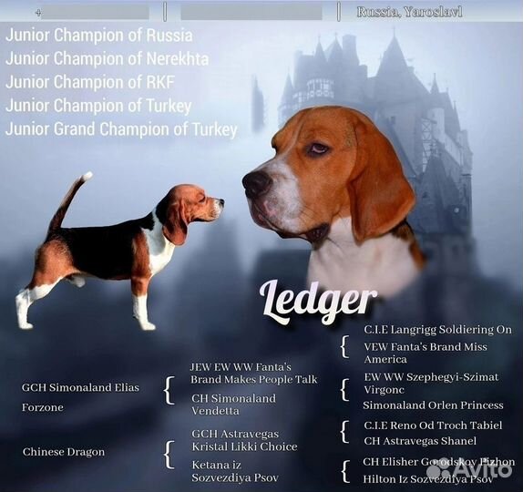 Вязка собак бигль