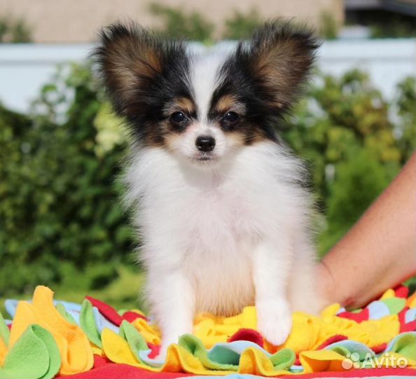 Щенки папийона