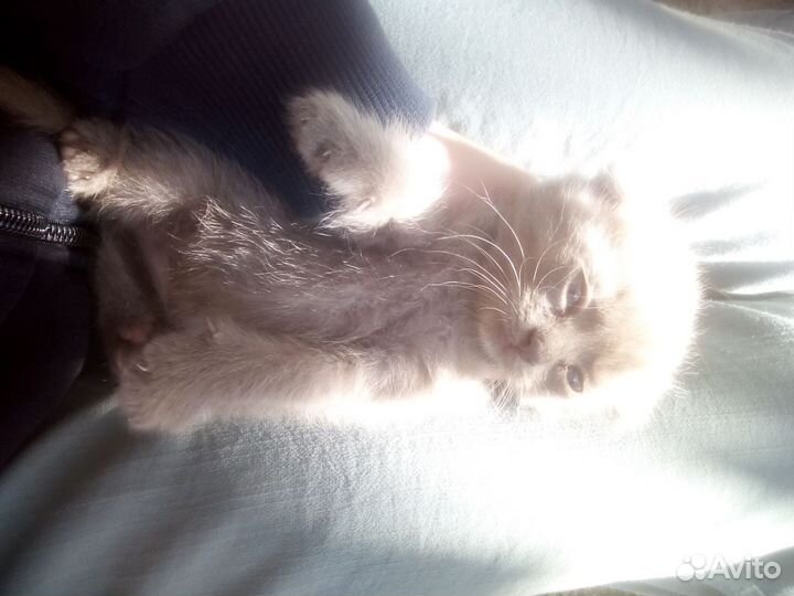 Котёнок- девочка