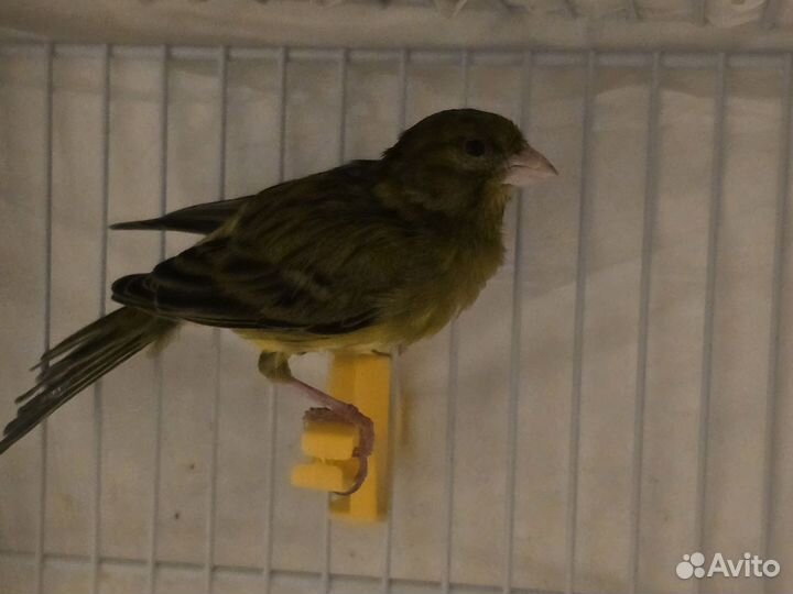 Кенар и канарейка