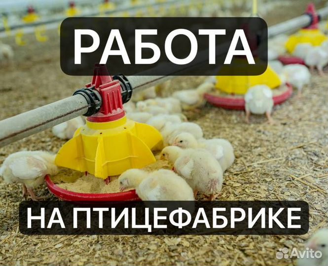 Рабочий на птицефабрику вахта с жильем и питанием