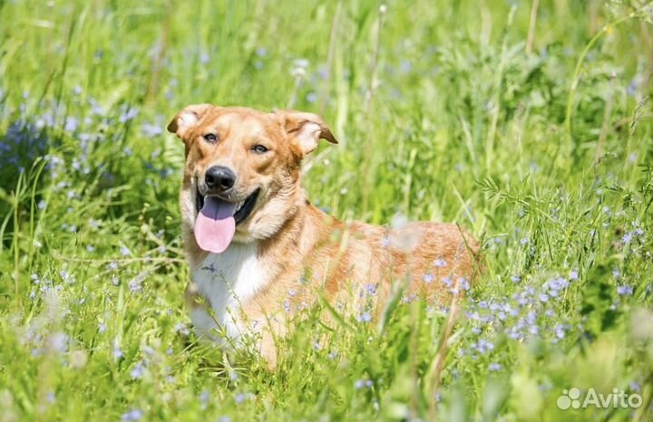 Рыжее солнышко в добрые руки