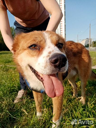 Собака улыбака в дар