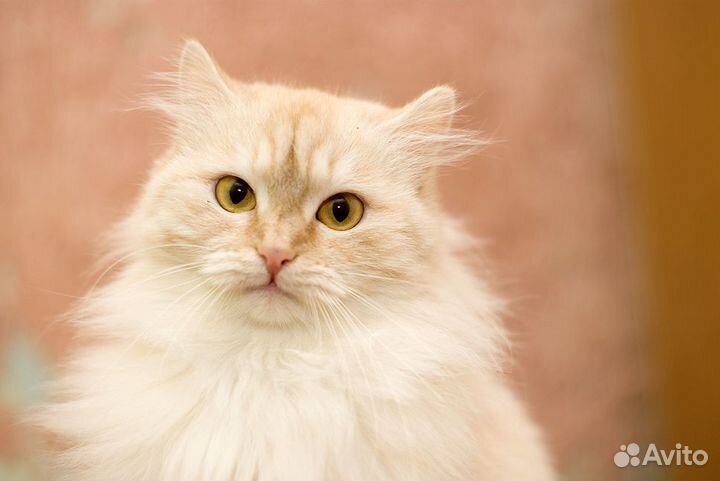 Пушистая киска Ириска