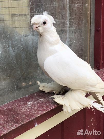 Продам голубей