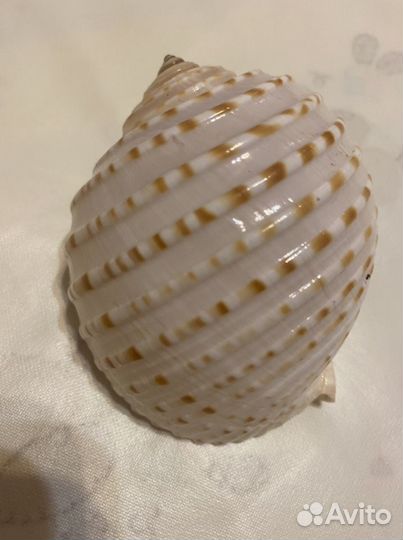 Ракушка морская большая