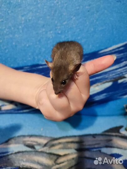 Крыса домашняя