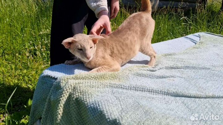 Ориентальный кот на вязку