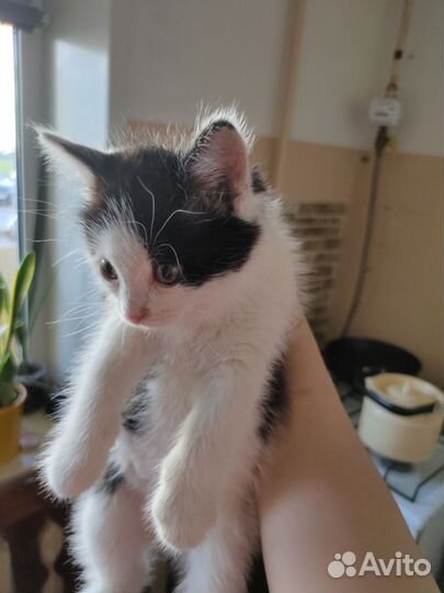 Котенок
