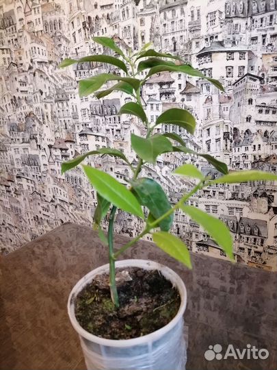 Лимонное дерево