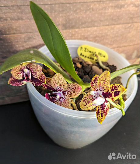 Цветущая орхидея фаленопсис Zheng Min Anaconda