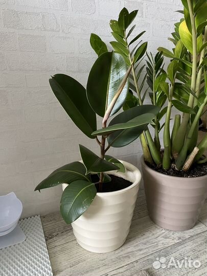 Замиокулькас