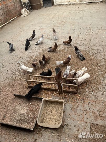 Продажа голубей