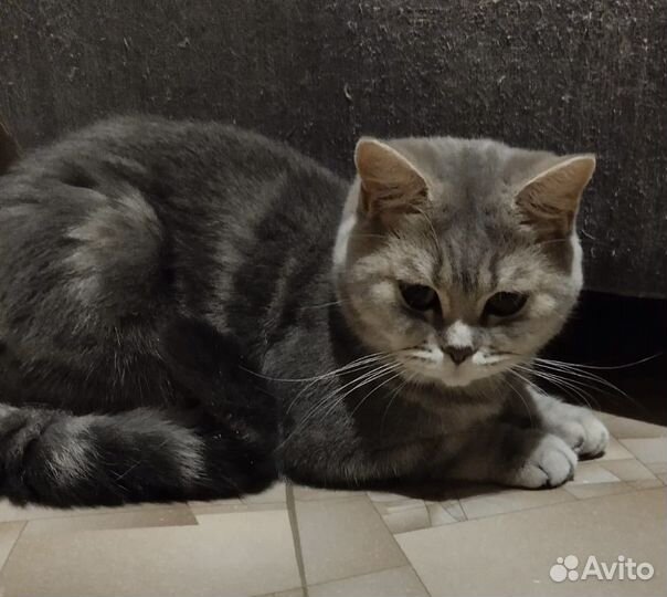 Британская кошка