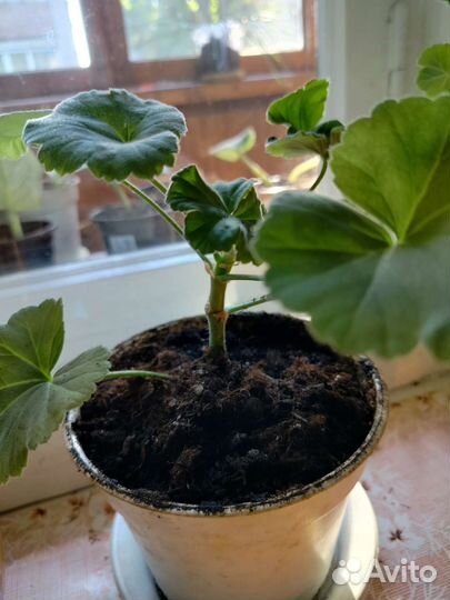 Комнатные цветы Пеларгония