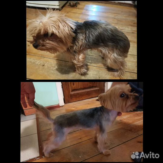 Грумер. Стрижка собак и кошек