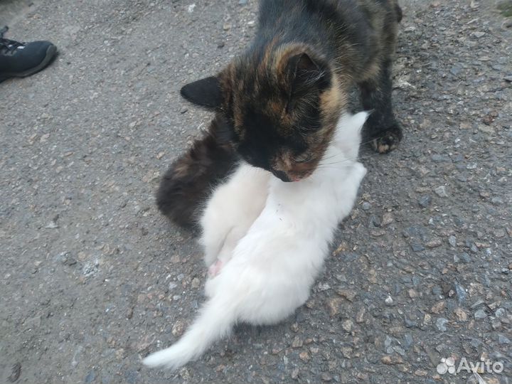 Котята бесплатно