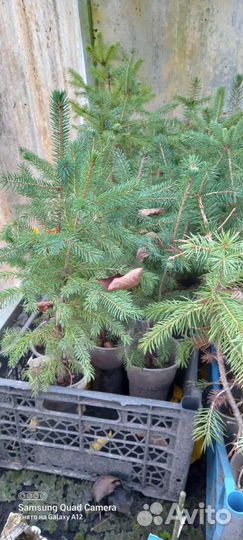 Туи, ель конадка, хосты и сперея