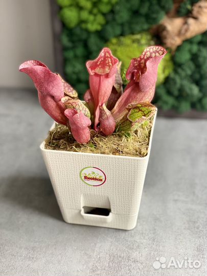 Саррацения Веноза красная (лат. Sarracenia Venosa