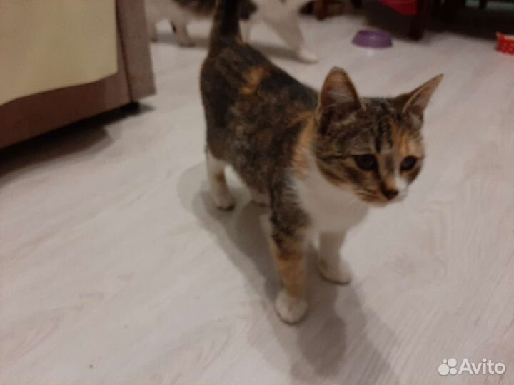 Котёнок девочка Машка в добрые руки