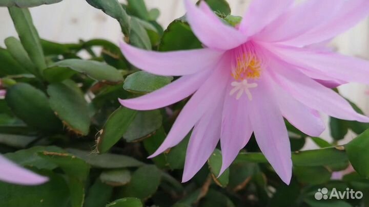 Декабрист рипсалидопсис пасхальник Торано розовый