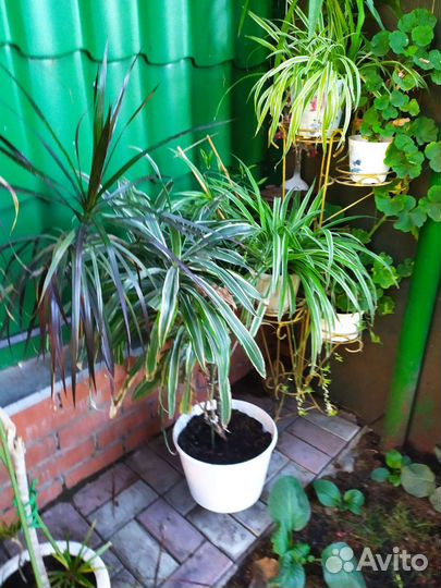 Цветы для зимнего сада