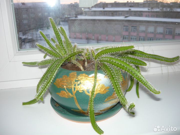 Комнатные домашние растения