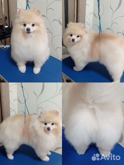 Услуги грумера (стрижка собак)