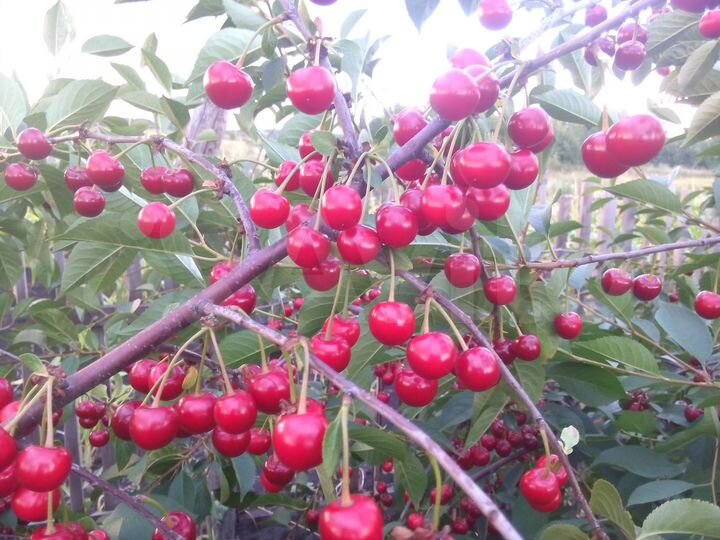 Участок 100 сот. (СНТ, ДНП)