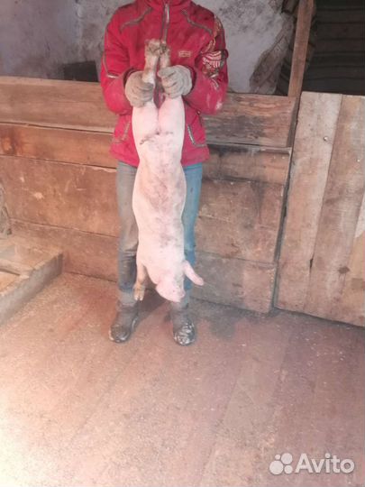 Продам поросят кб-дюрок