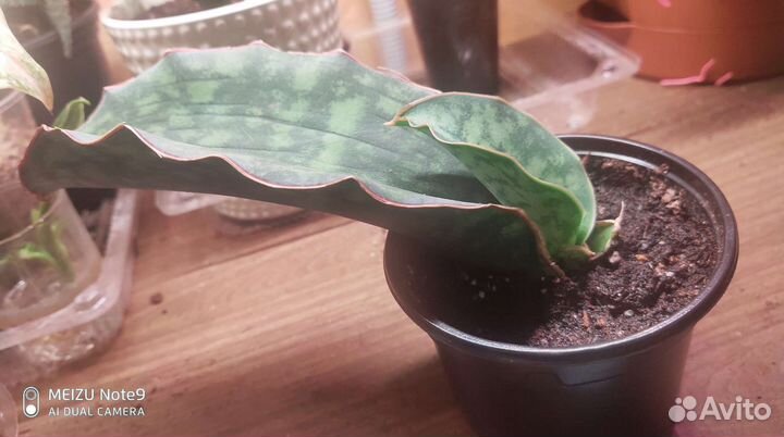 Сансевиерии