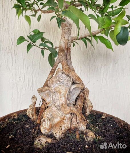 Фикус Бенджамина бонсай