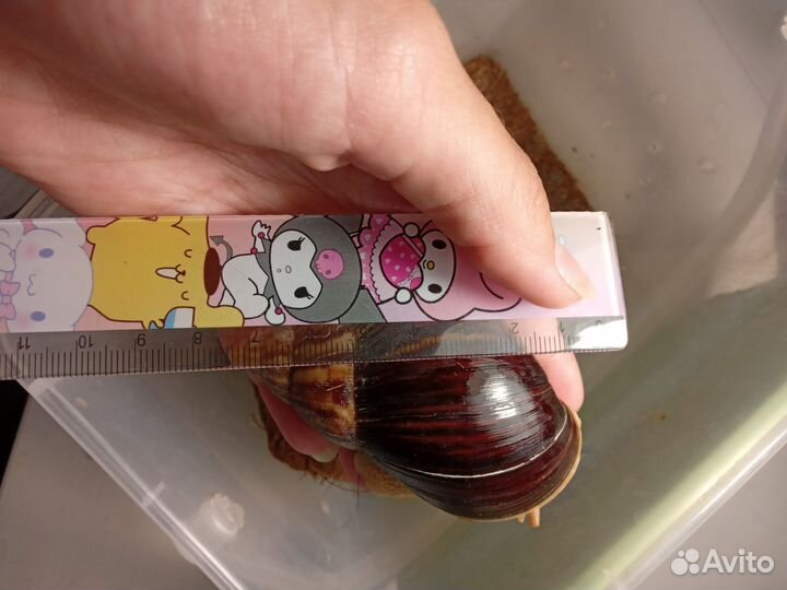 Улитки ахатины