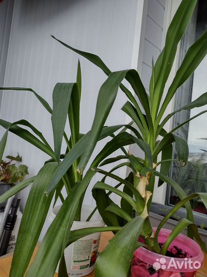 Пальмы юкка, драцена