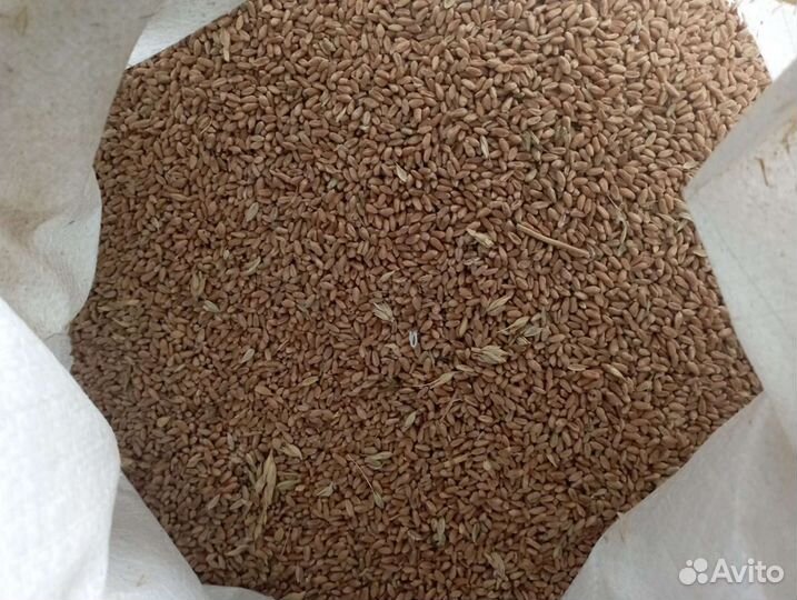 Пшеница, зерносмеси для всех видов с/х животных