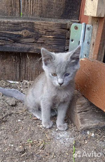 Котята отдам бесплатно