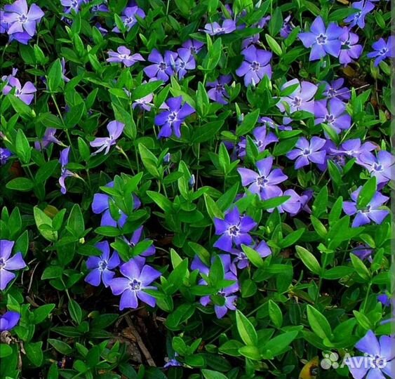 Почвопокровники, живучка ползуч., чабрец, барвинок