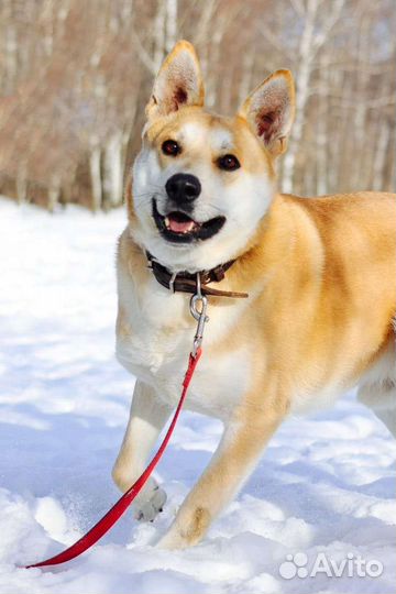 Собаки бесплатно в добрые руки