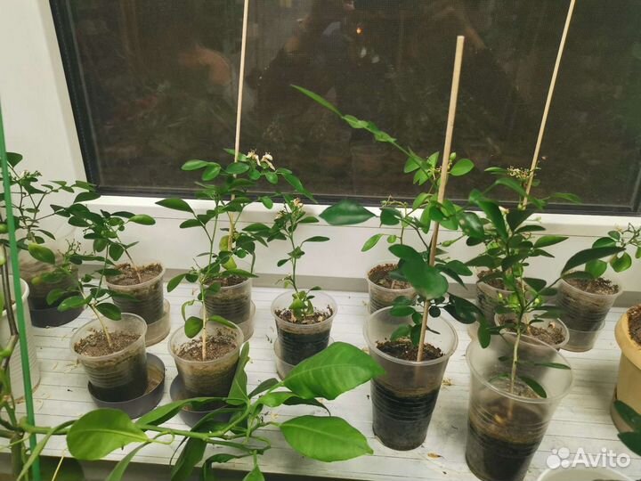 Мурайя Подарок к праздникам