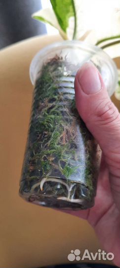 Аглаонема мали Ла