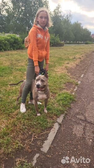 Выгул собак